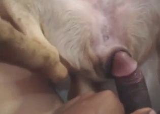 Zoophile guy drilling into a dog's wet pussy