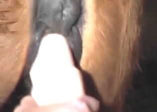 Zoophile porn with a mare fucking a dildo toy
