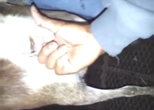 Bestiality sex with a goat that needs fingering