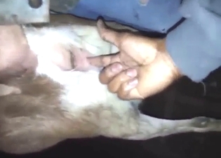 Bestiality sex with a goat that needs fingering