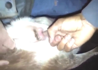 Bestiality sex with a goat that needs fingering