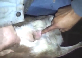 Bestiality sex with a goat that needs fingering