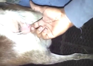 Bestiality sex with a goat that needs fingering