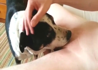 Zoo porn showing a sexy dog worshipping dick