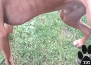 Zoo sex with dog piss and plenty of hot foreplay