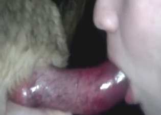 Bestiality porn with a German Sheppard sucked off