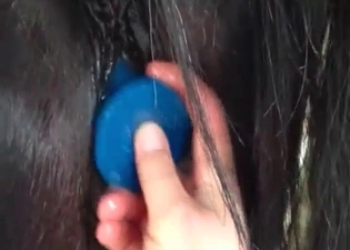 Small horse gets banged with a sex toy