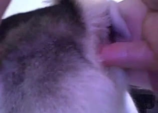 Anal penetration for this awesome pet
